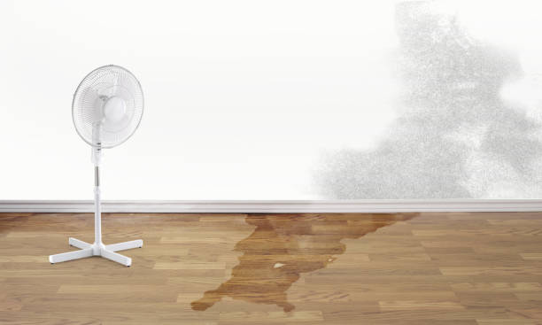 Best Local water damage restoration  in Kosciusko, MS